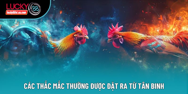 Các thắc mắc thường được đặt ra từ tân binh