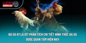Đá Gà 67 Là Gì? Phân Tích Chi Tiết Hình Thức Đá Gà Được Quan Tâm Hiện Nay