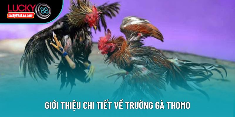 Giới thiệu chi tiết về trường gà thomo